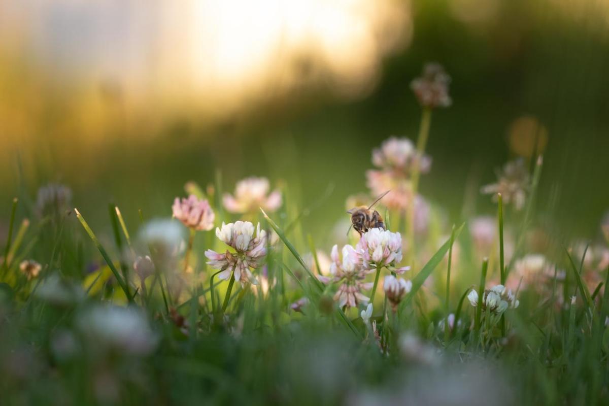 Bee on a flower