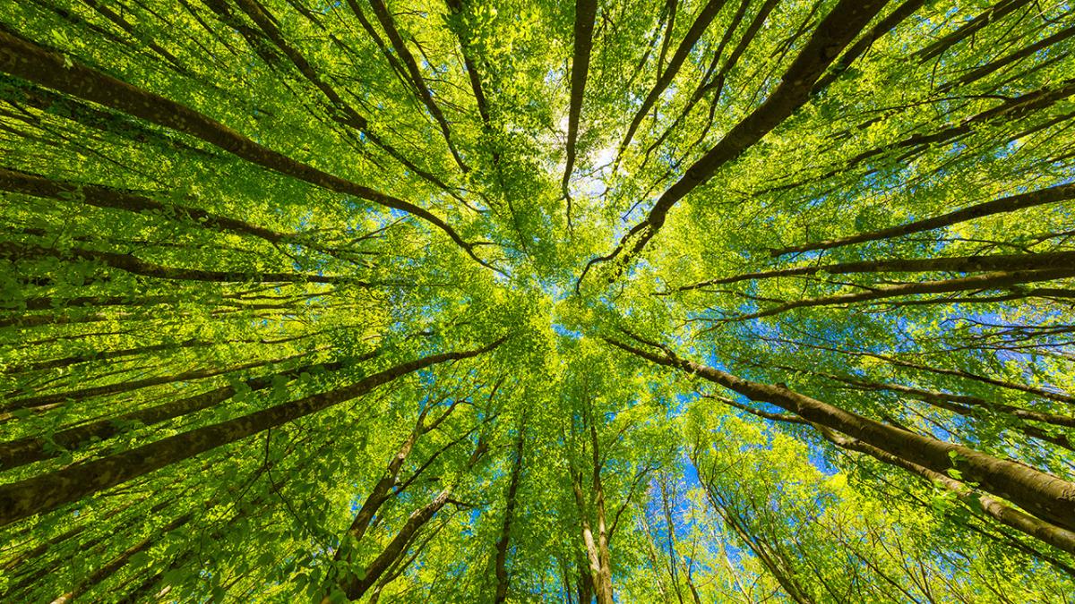 Treetops and sky