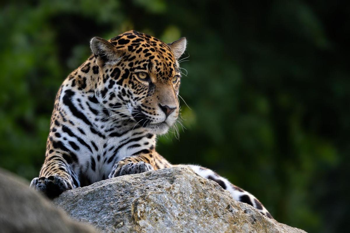 Leopard resting on rock