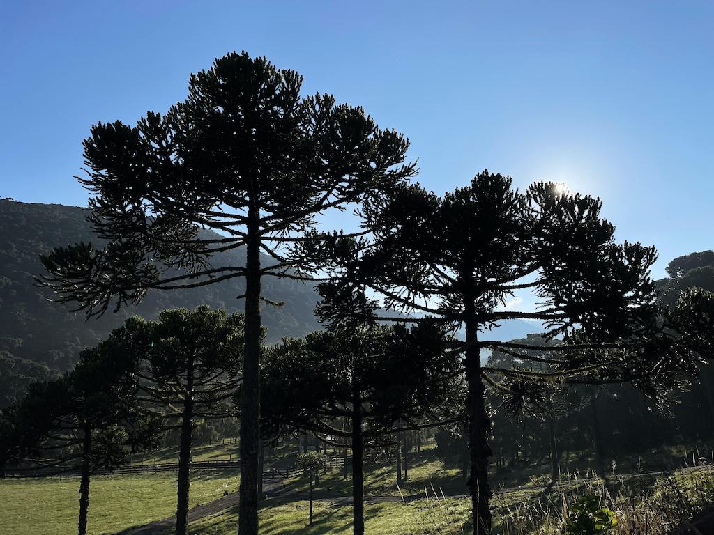 photo of Araucaria trees