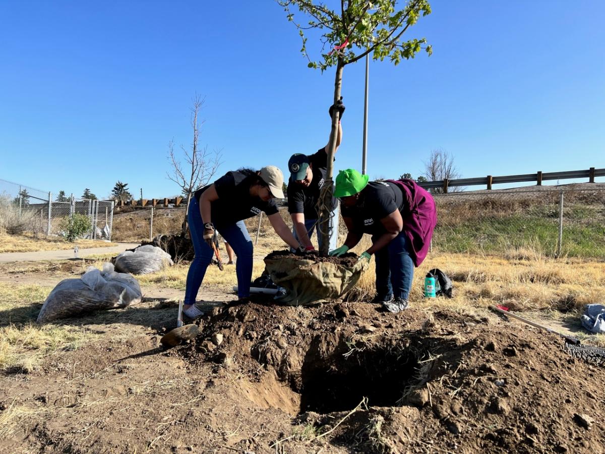 Arrow employees working together while planting trees on Earth Day 