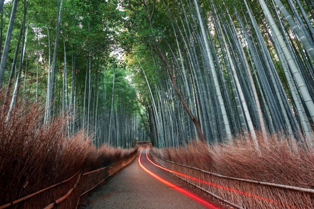 Bamboo forest