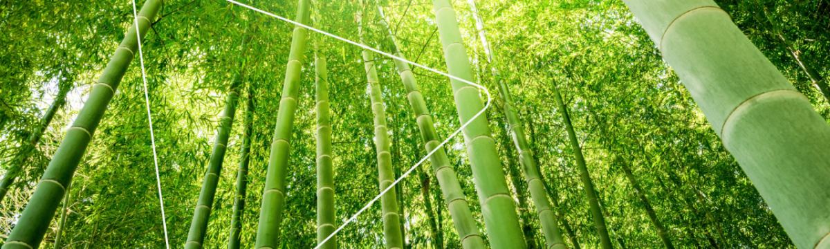 bamboo forest