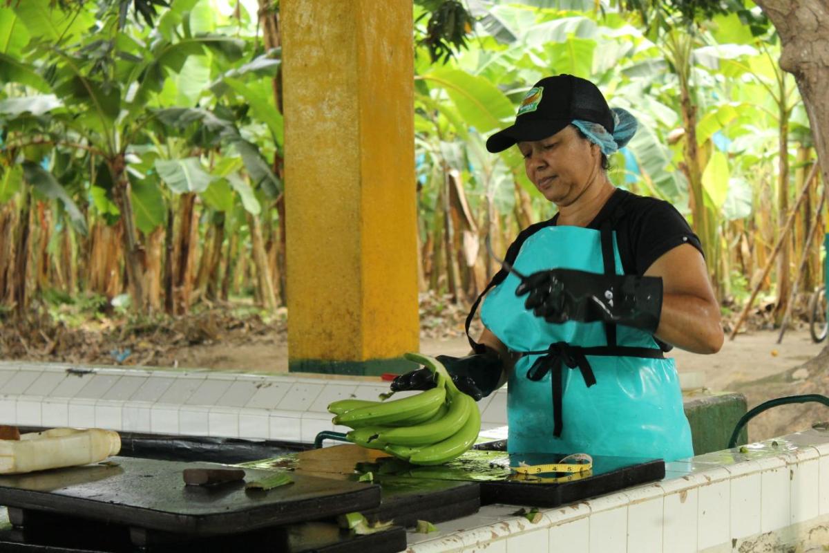 A woman washes a bunch of bananas.