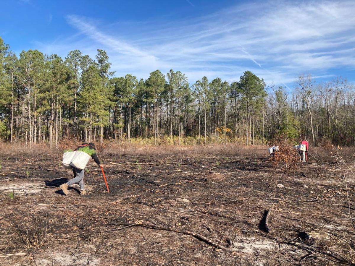 Three people planting in Chowan Swamp