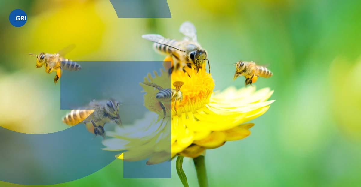 Bees on a flower