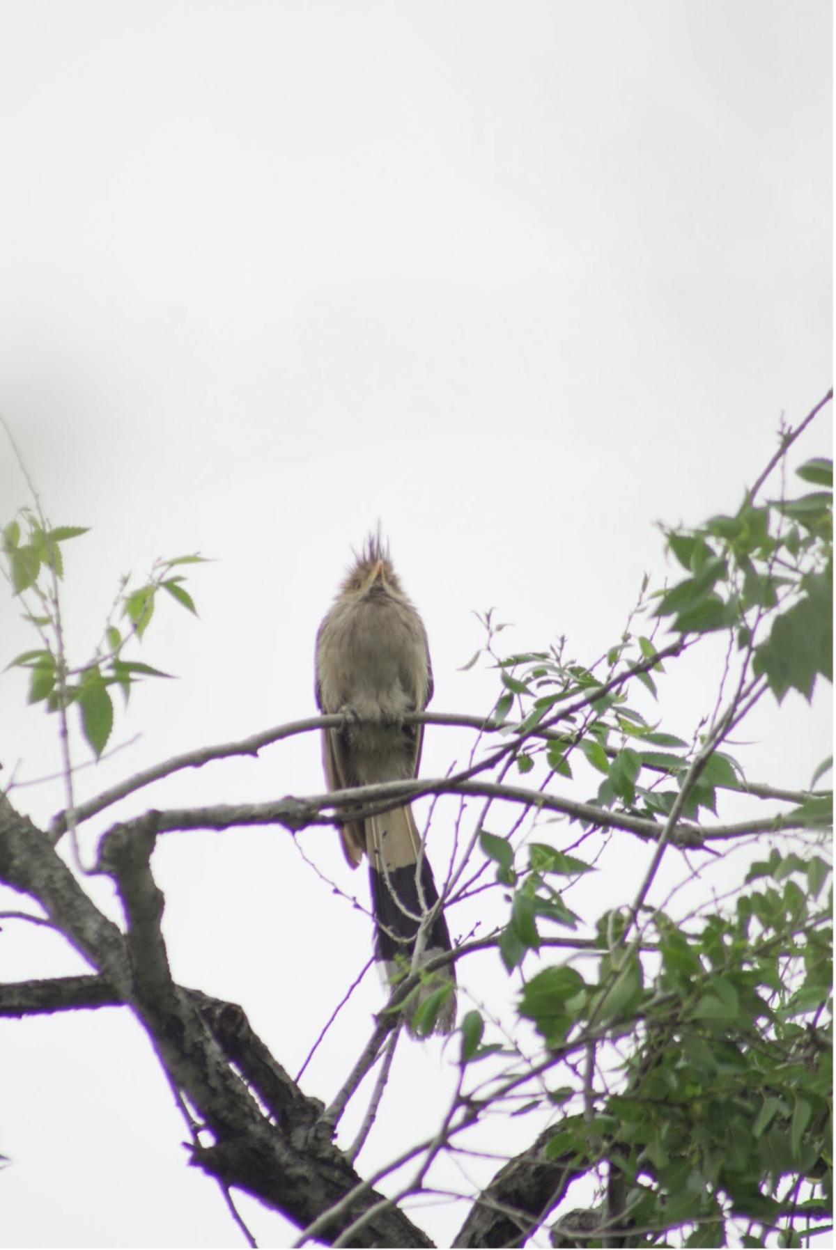 Bird on a branch