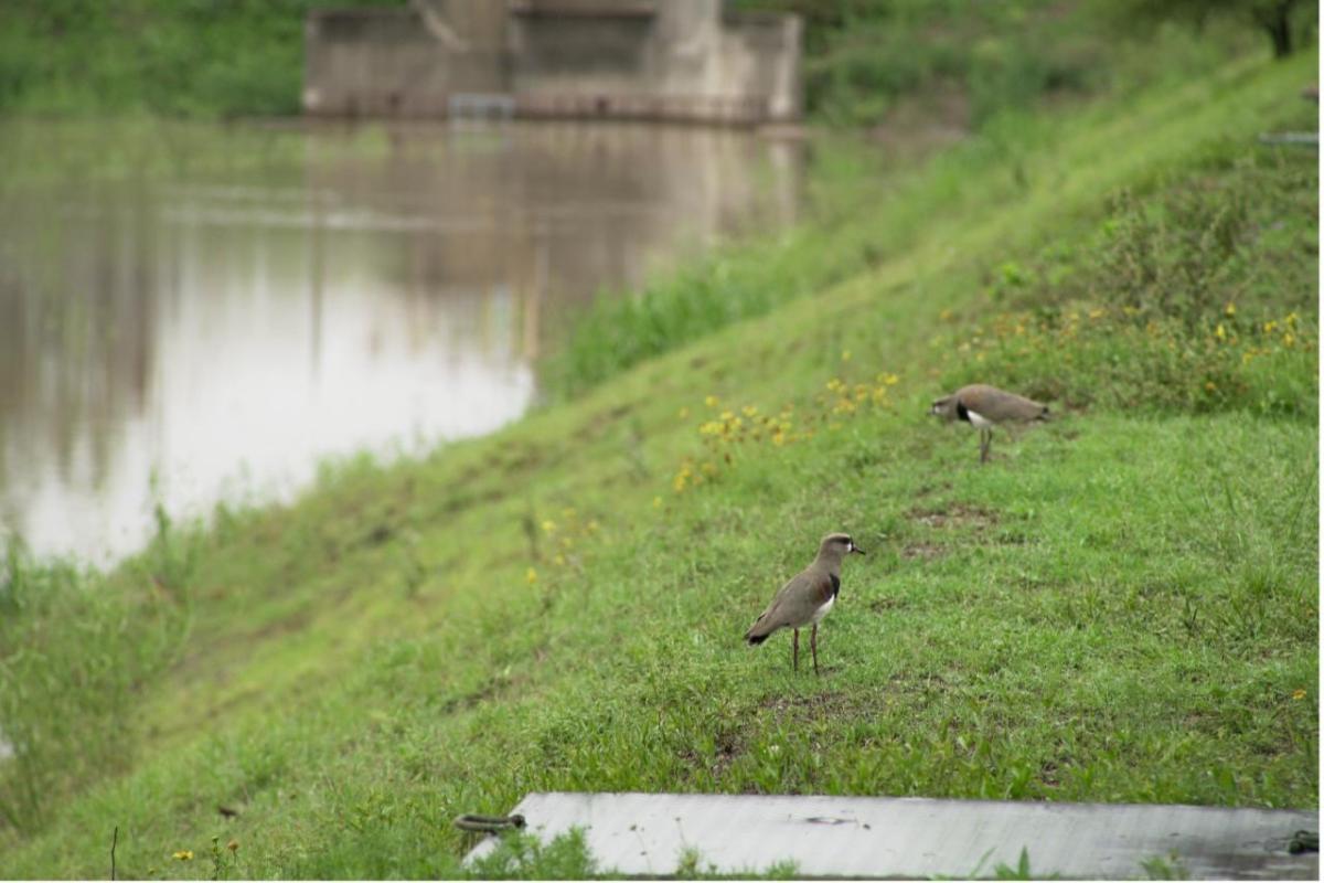 Birds in the grass