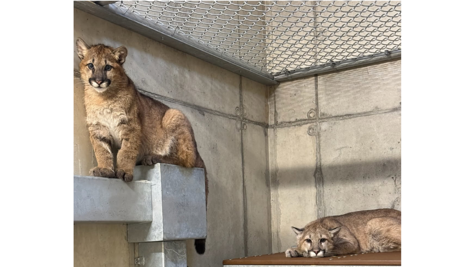 Cougar cub with second cougar lying down in the background
