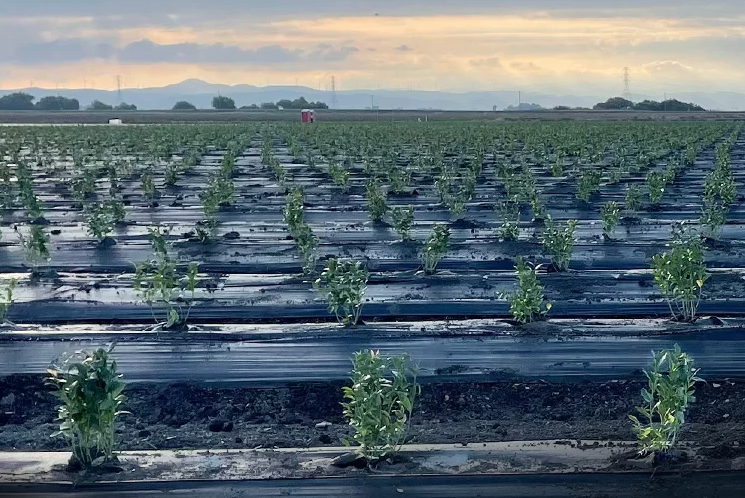 Blueberries at Burns Farm - Planting phase 2