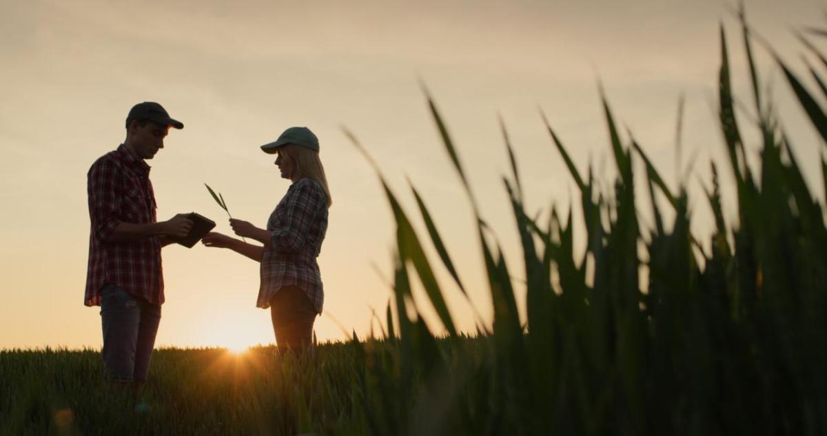 Two people in a wheat field as the sun sets
