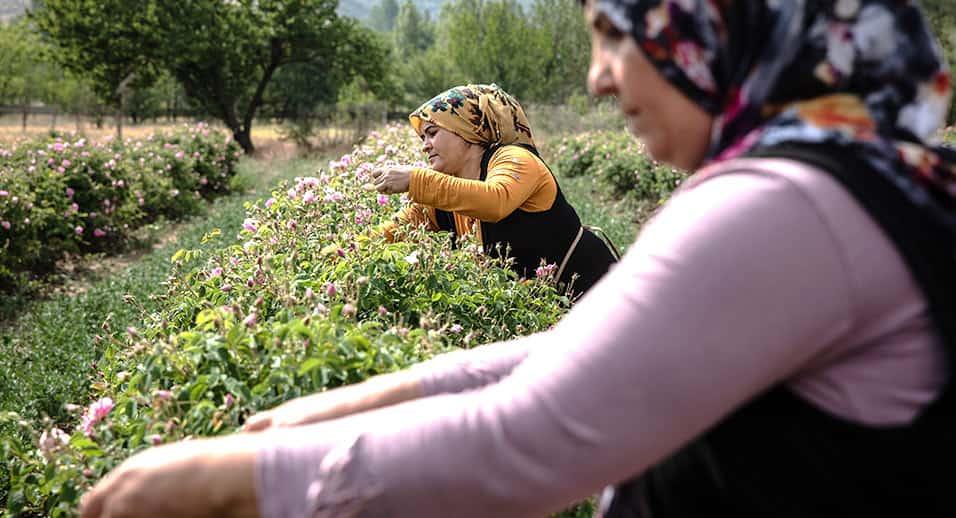 people working on plants