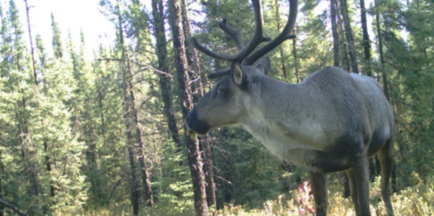 A caribou in a forested area.