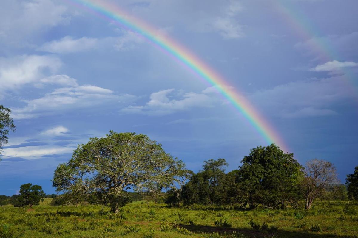 Rainbow going over some trees