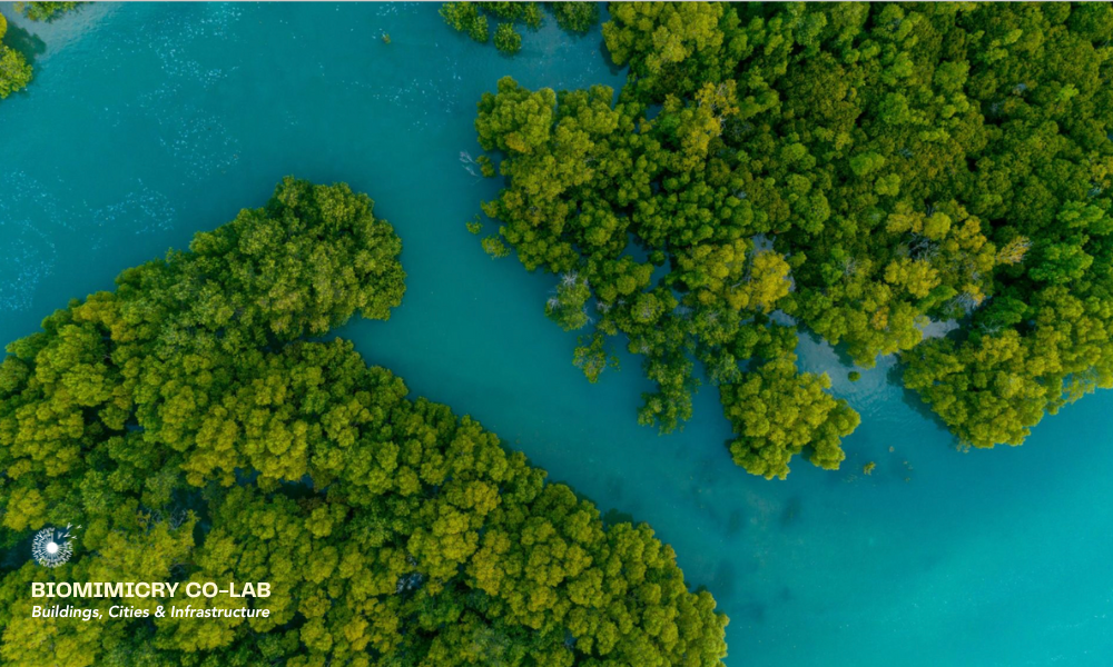 Nature image from the Biomimicry Institute
