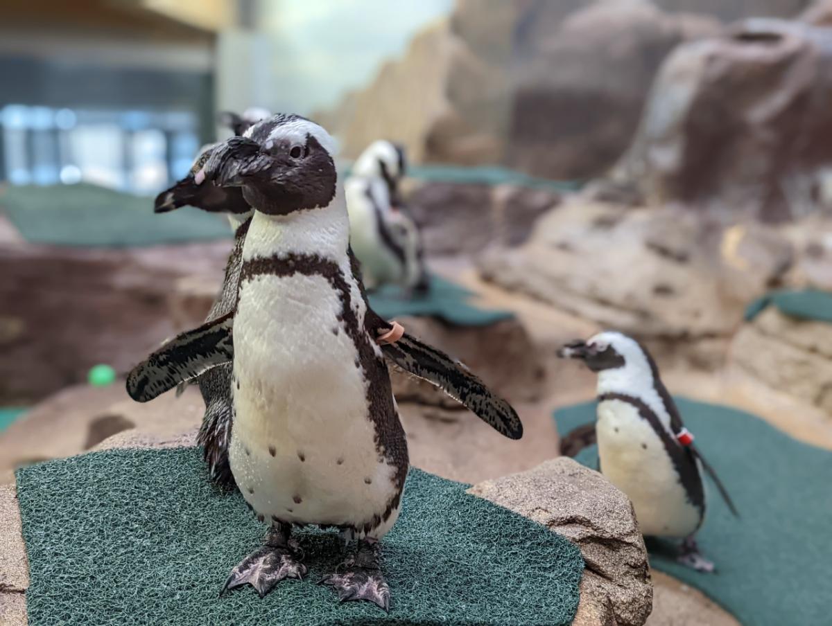 penguins on mats 