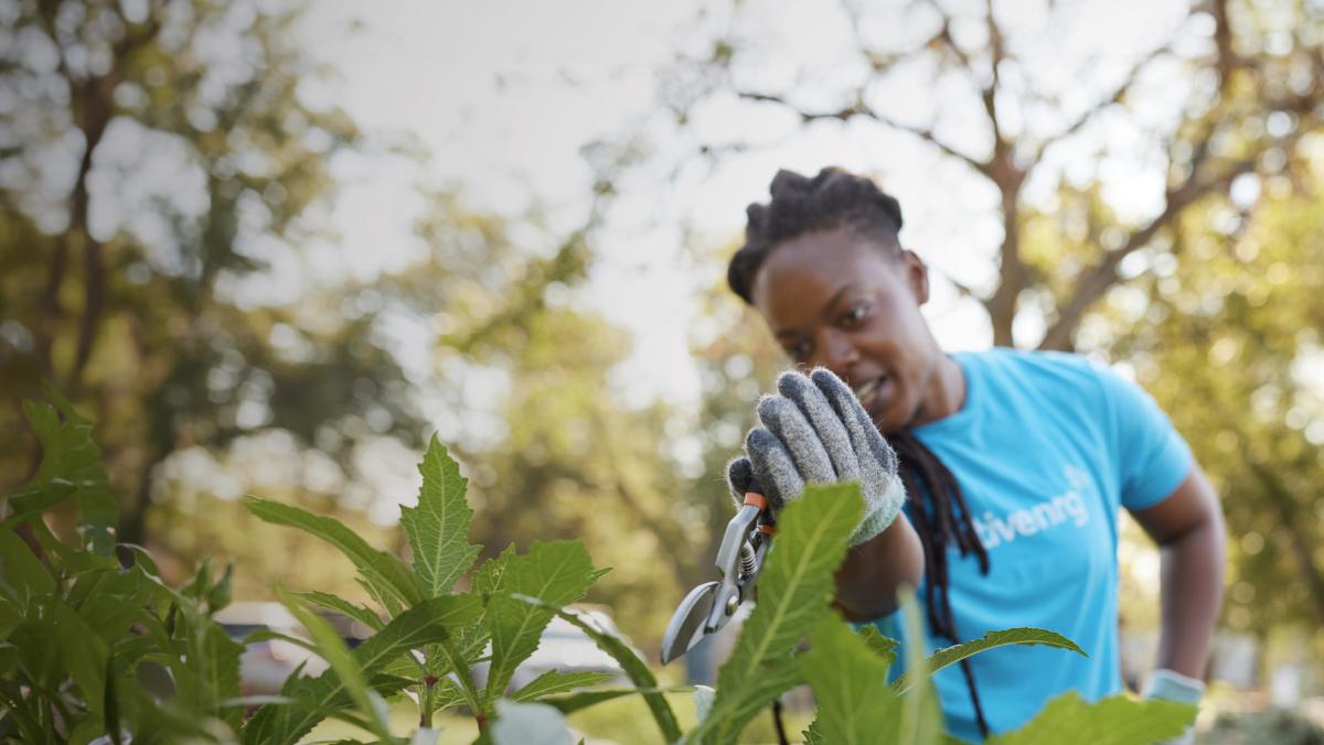 Person Trimming Plants