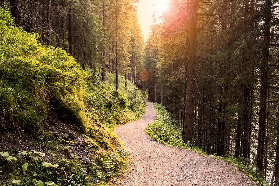 Path through the woods