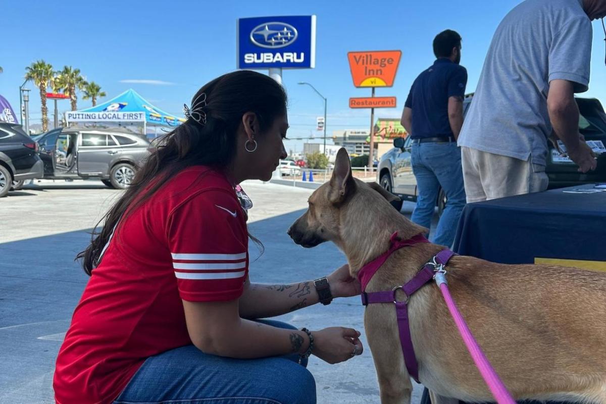 A person crouched down stroking a dog 