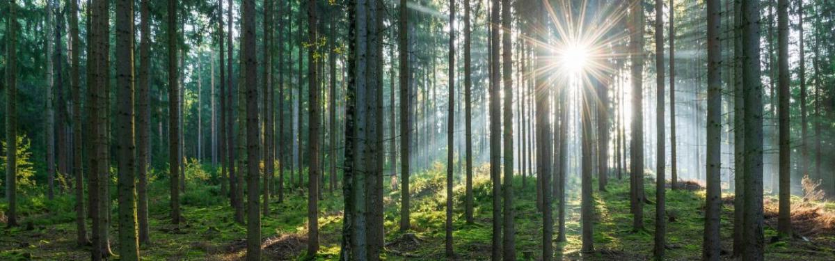 sunlight through a verdant forest