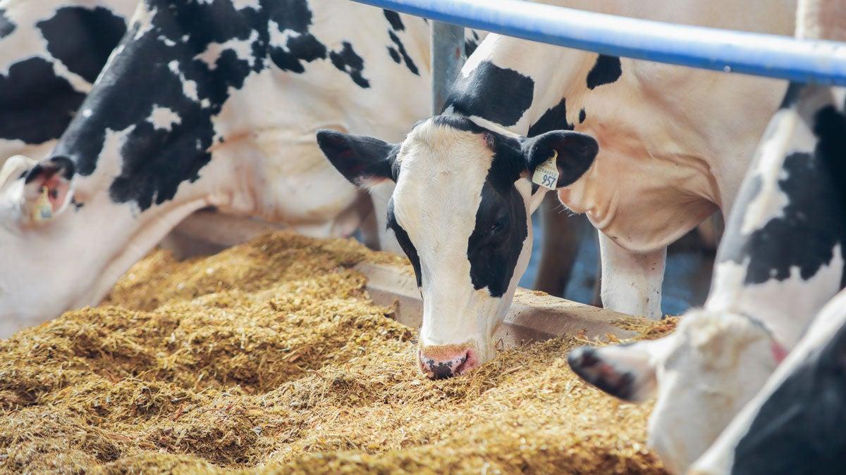 image of cows feeding 