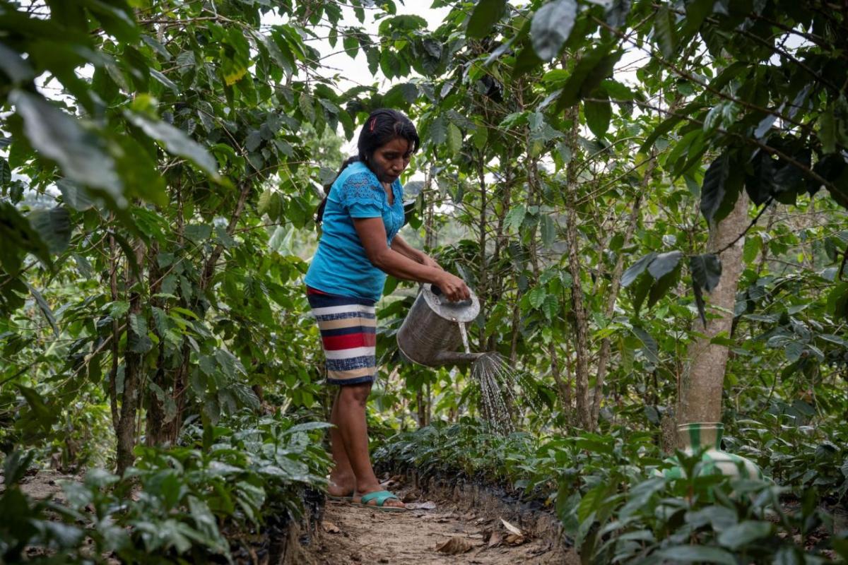 Alicia uses The Rain Tree project to keep her crops healthy and hydrated.