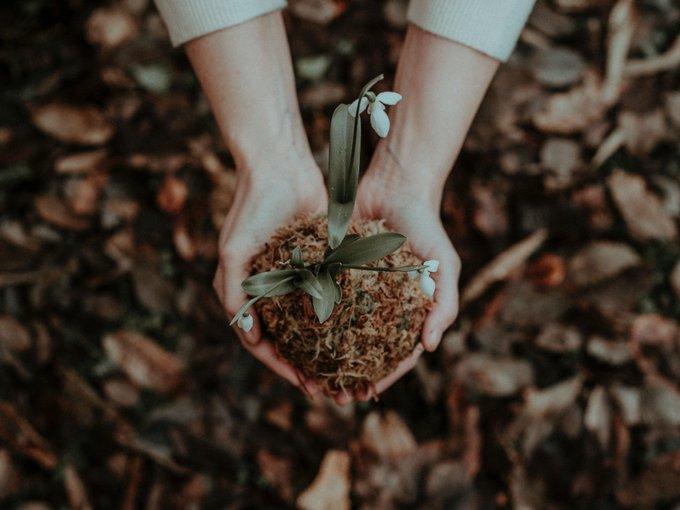 Hands holding soil