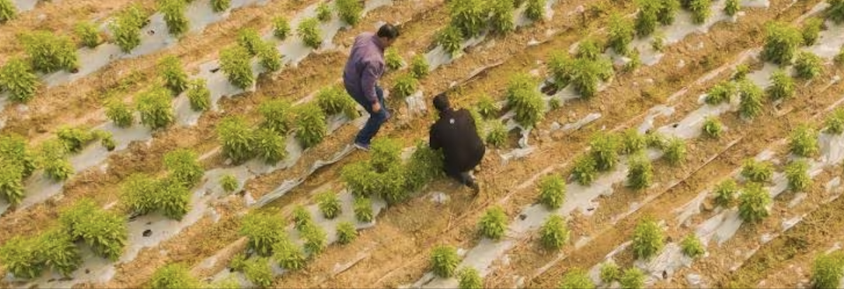 Birds eye view of farm land