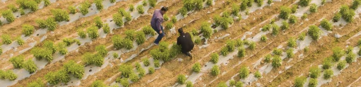 Birds eye view of farm land