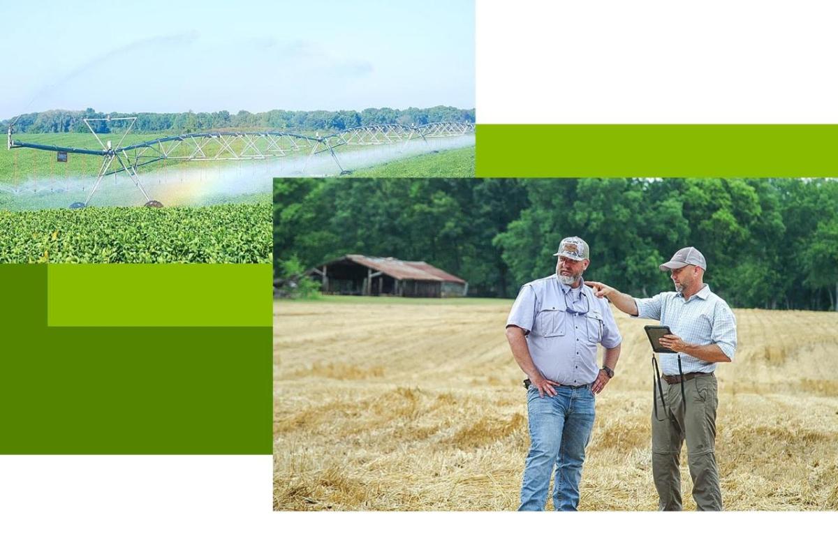 Collage of a field of crops being watered and two people in a field pointing to the distance.