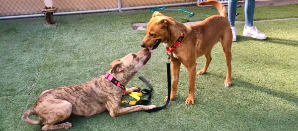 two dogs playing together