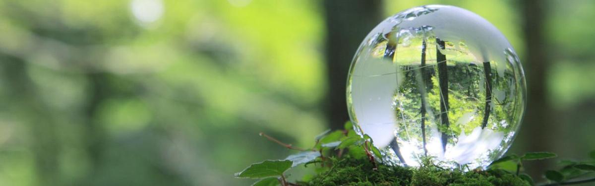 Glass globe on top of leaves 