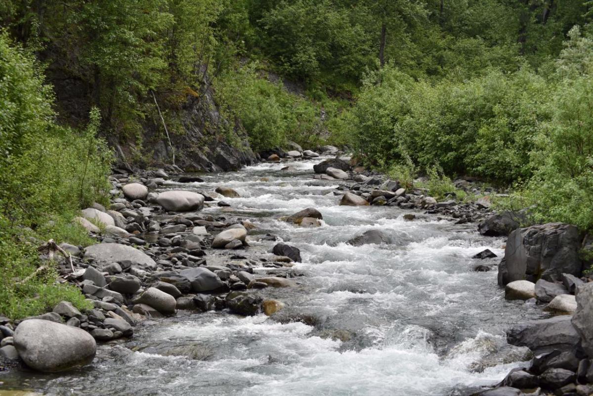 River scenery and vegetation