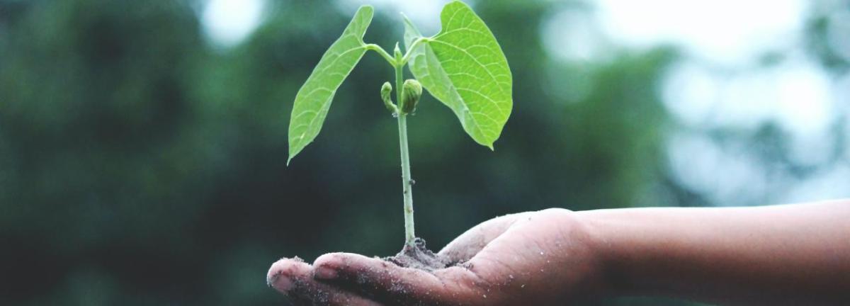 Small plant held in a hand.