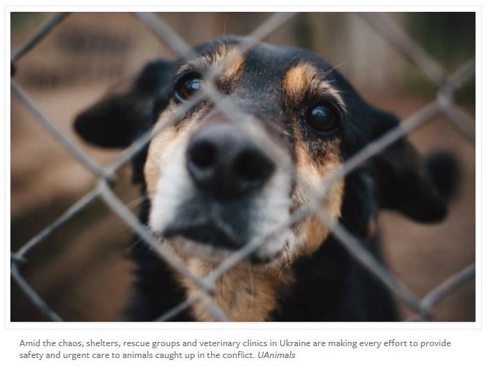 Dog behind chain link fence