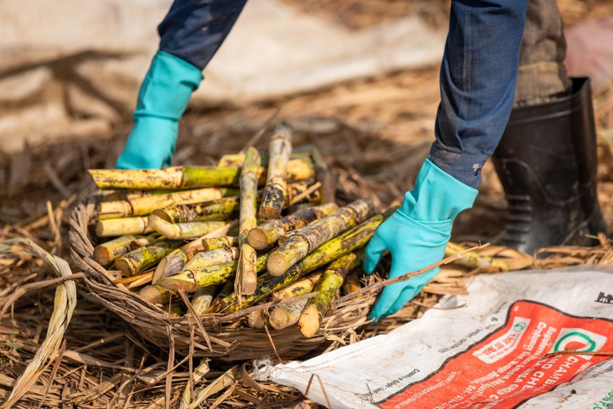 Harvested Bonsucro certified sugarcane