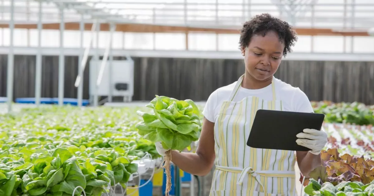 A person looking at a tablet while holding lettuce in a greenhouse