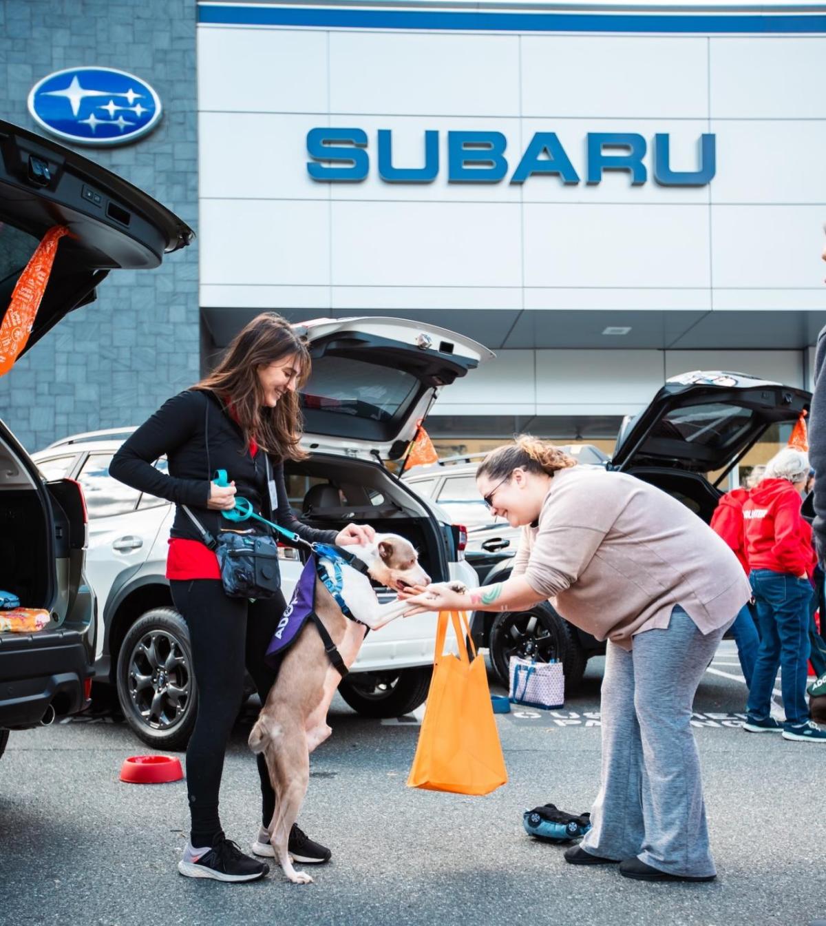 A person holding the paws of a dog who is stood on its back legs 