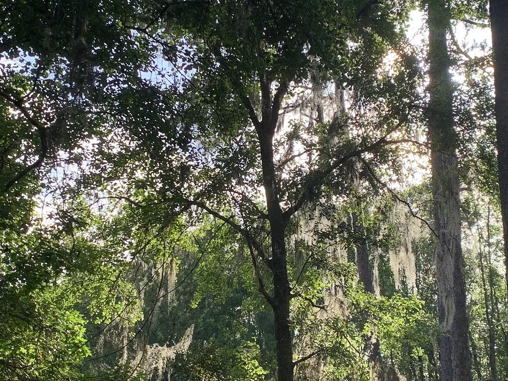 tree canopy