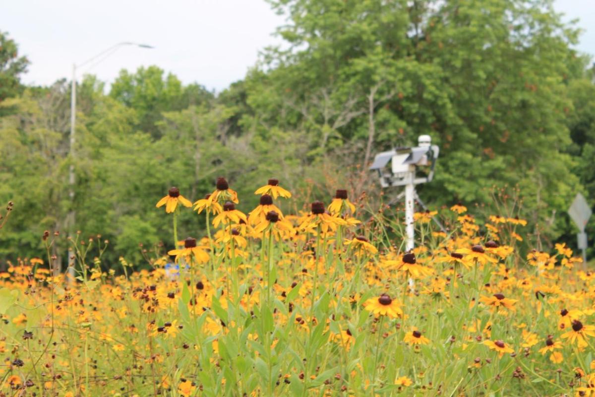 PheNode wildflower meadow on The Ray Highway