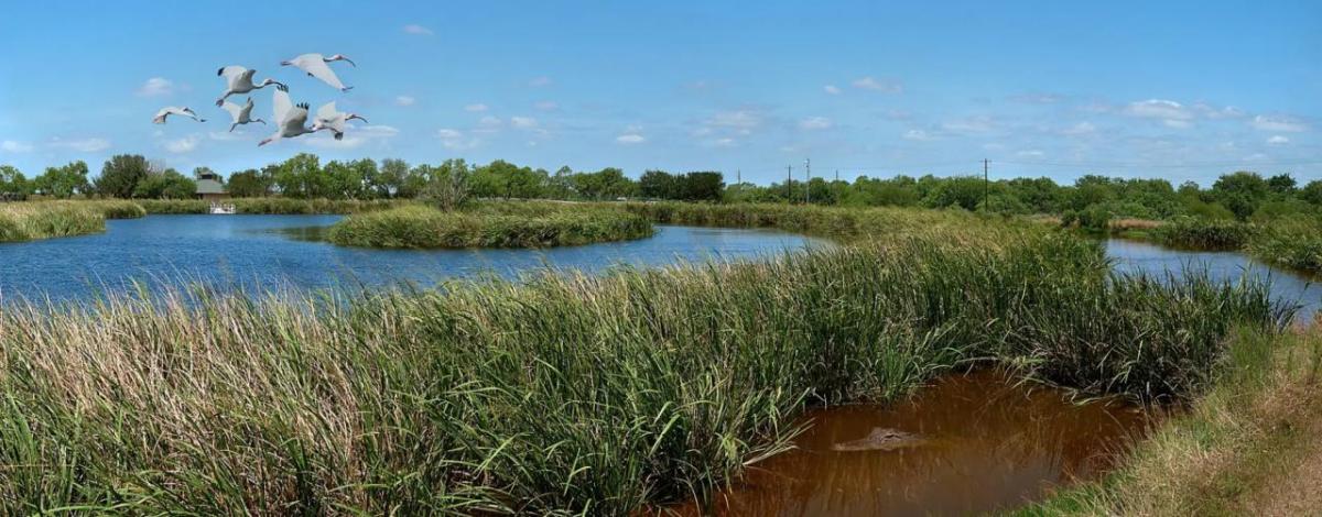 Panoramic view of the INVISTA wetlands