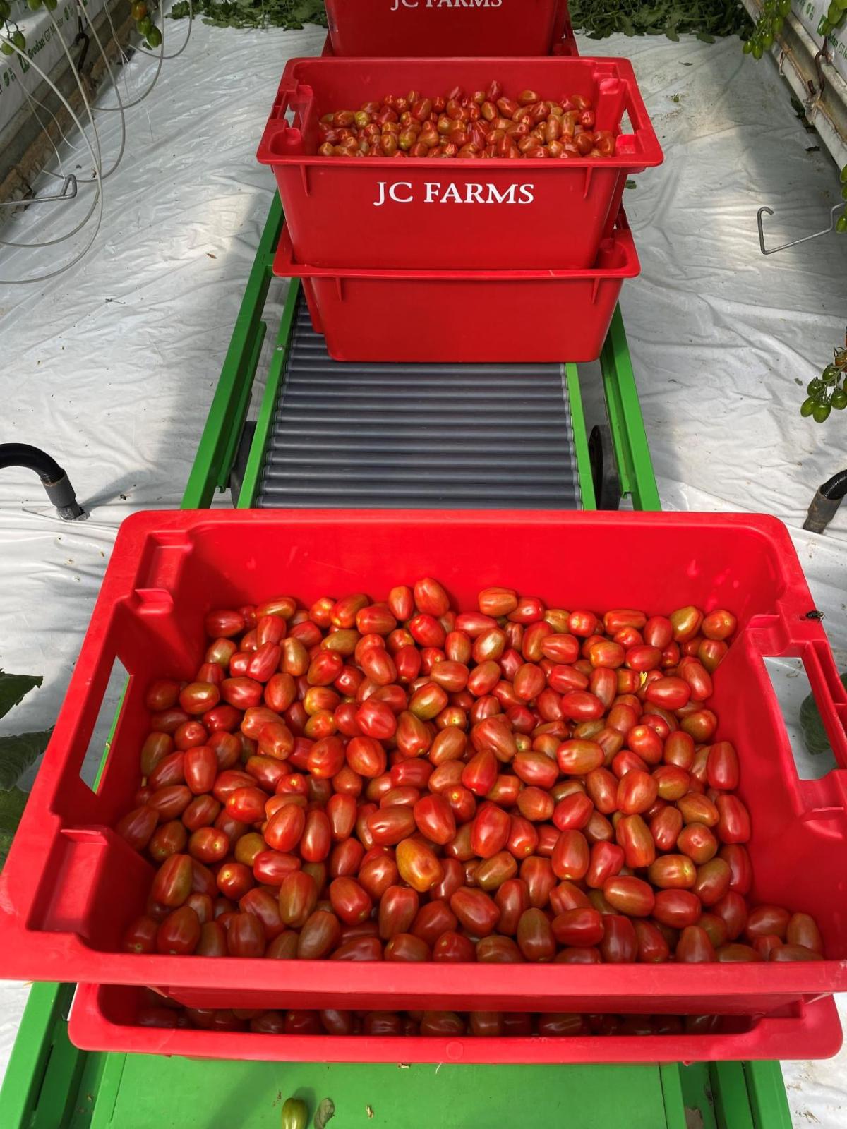 Grape tomato Harvest