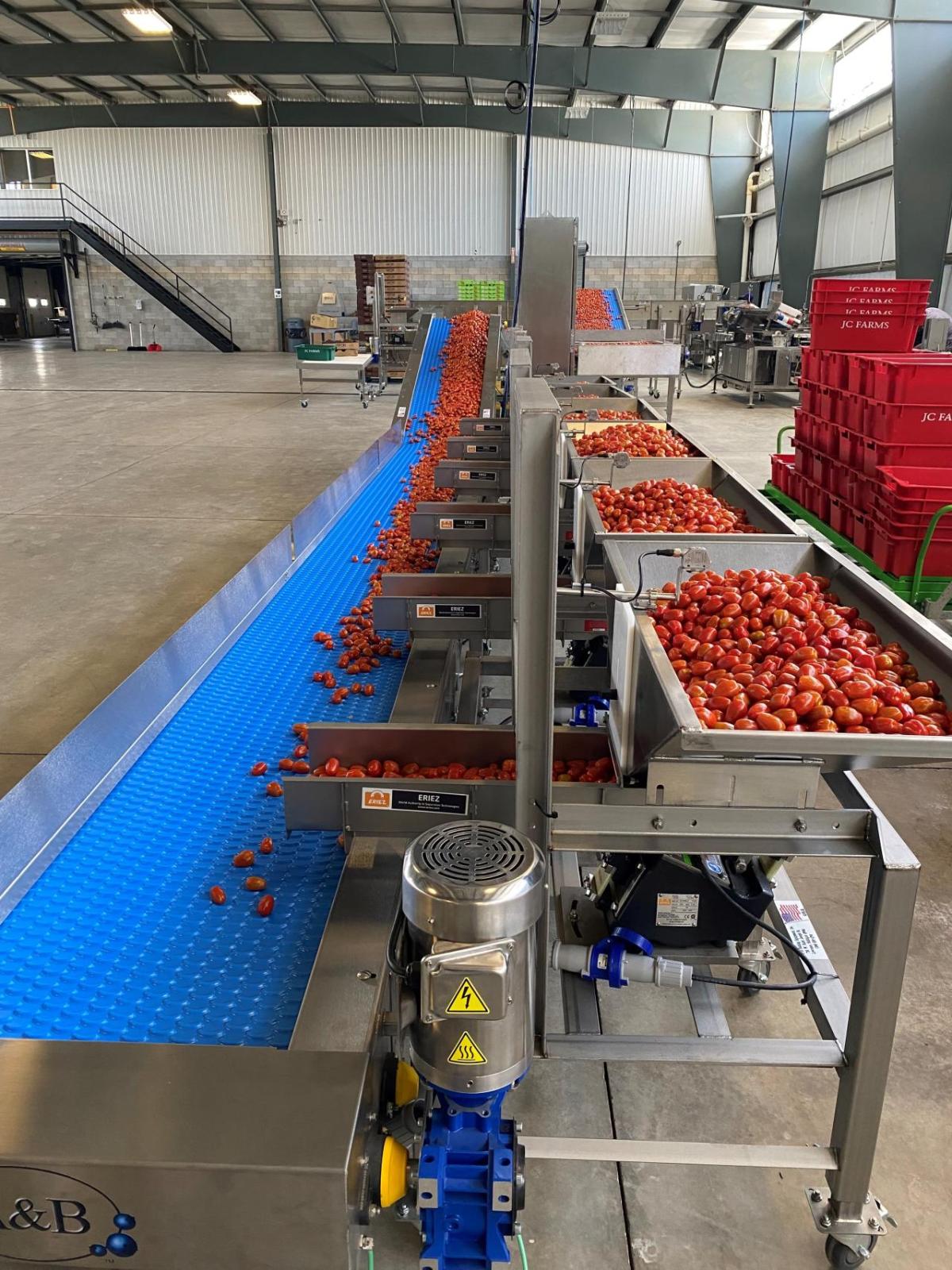 Grape tomato Harvest