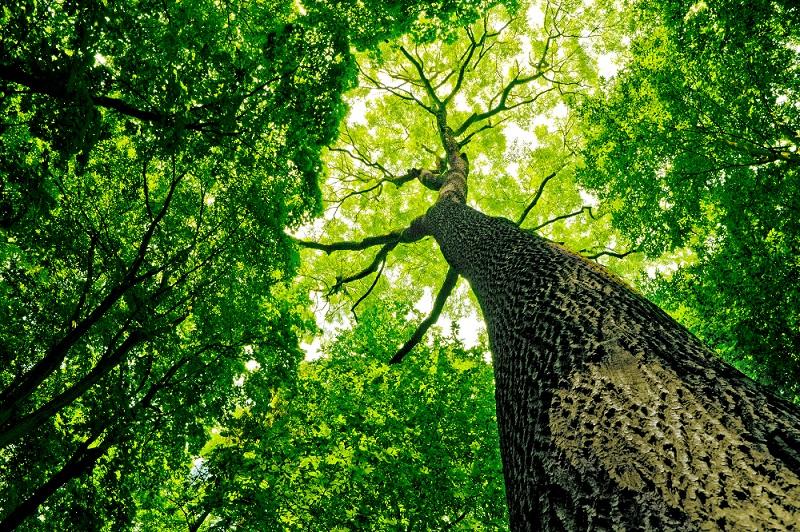 large tree with beautiful canopy