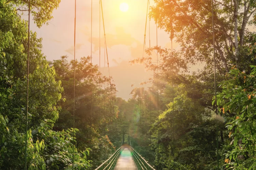 Bridge through forest