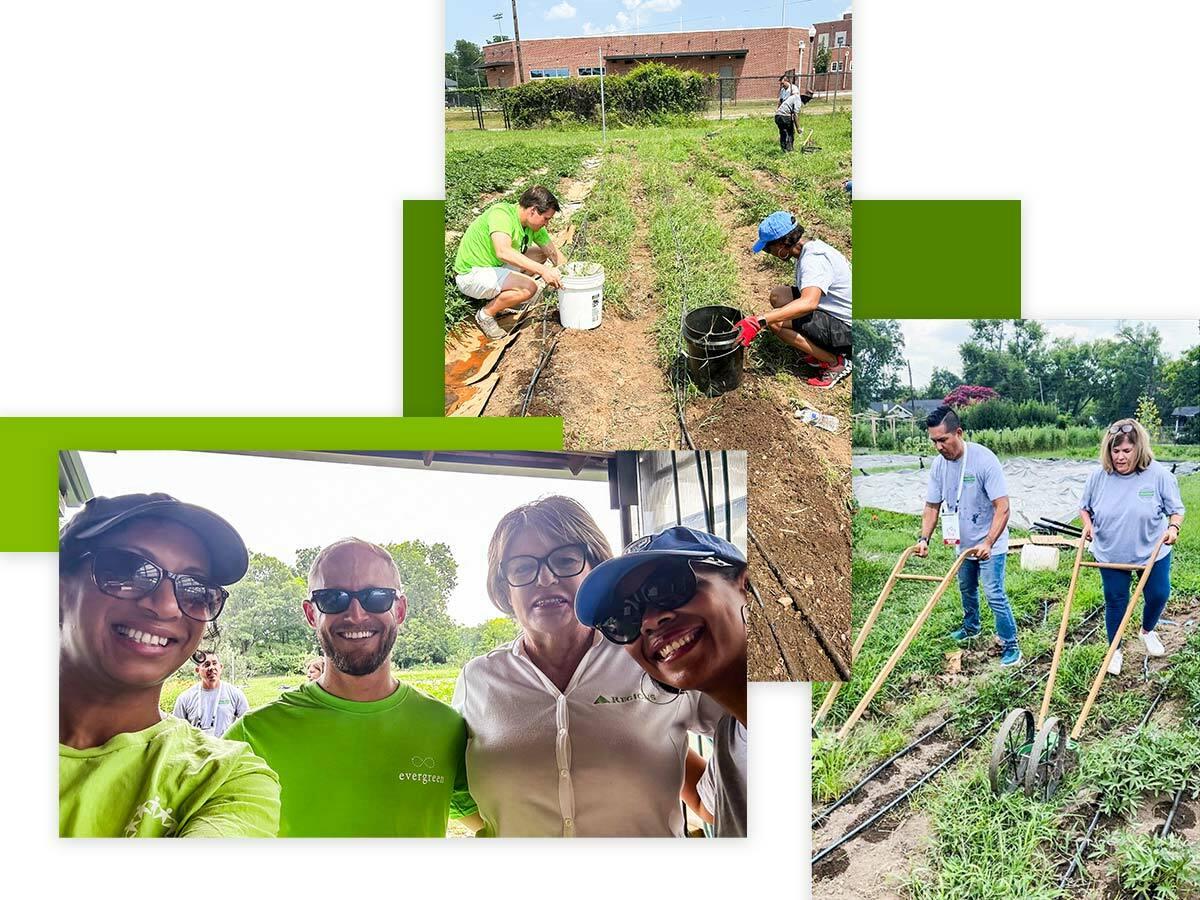 Collage of photo's of volunteers pulling out weeds and clearing debris