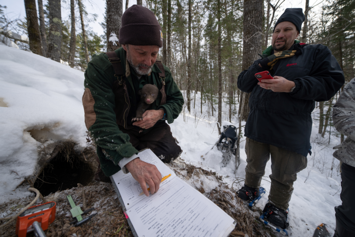 Three people standing in a snowy forest. One is holding a small bear cub and looking at papers on a clipboard.