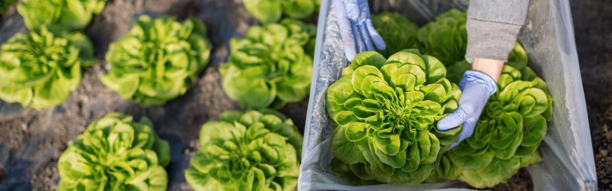 A person holding a lettuce 