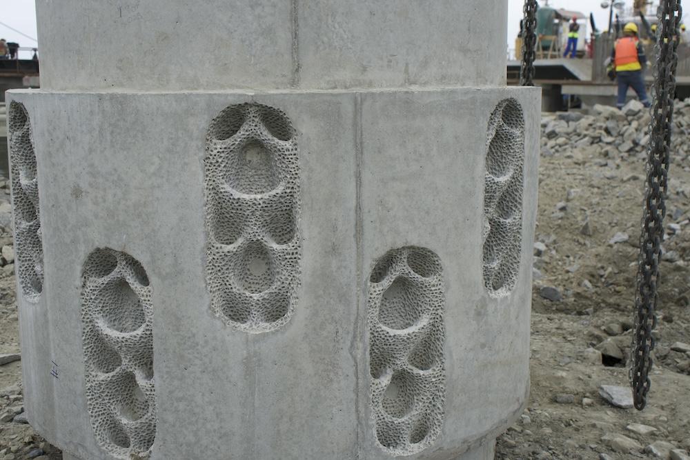 close up of Living Seawall