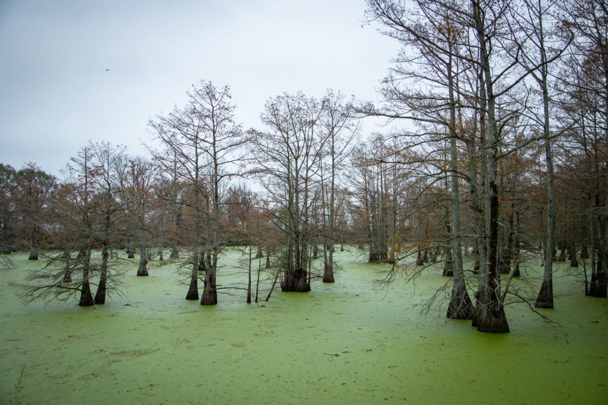 Louisiana wetlands